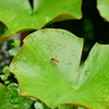 虫
