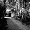 道