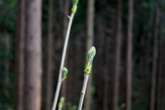 山菜の女王