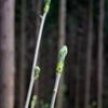 山菜の女王