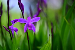 紫の花