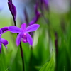 紫の花