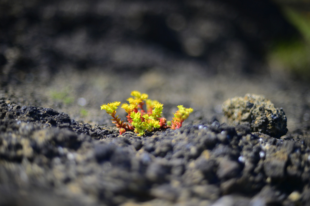 岩隙間から咲く
