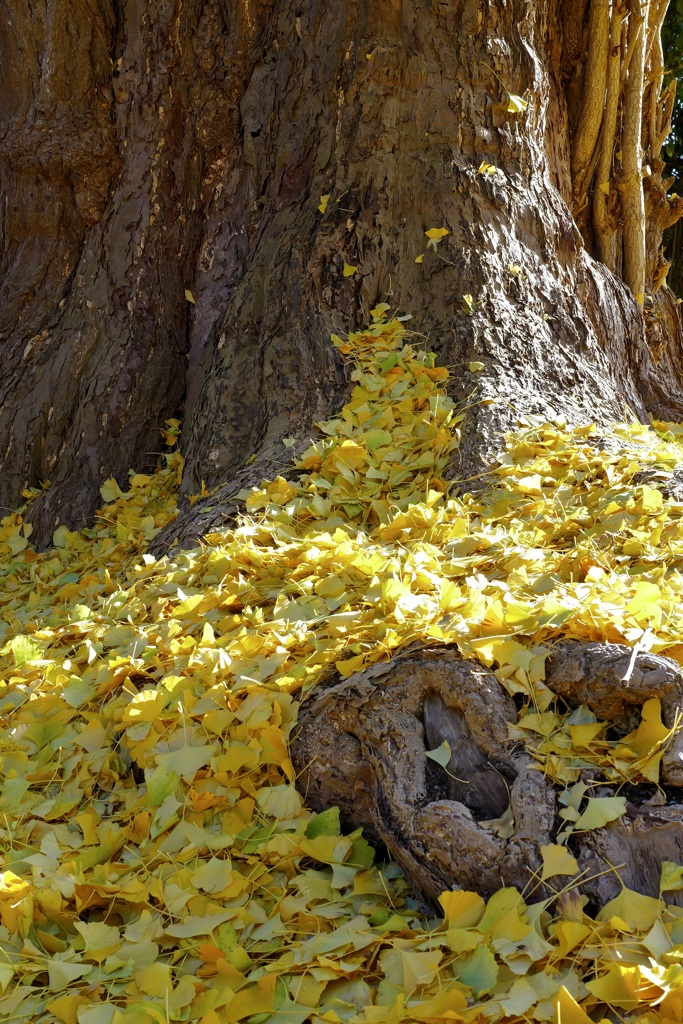 大野新穂の大銀杏