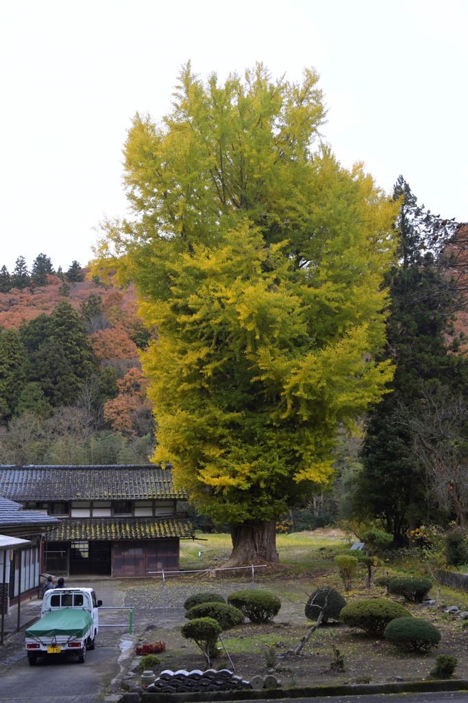 大野新穂の大銀杏