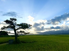 田んぼ
