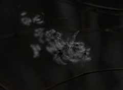 なにやらホワホワ