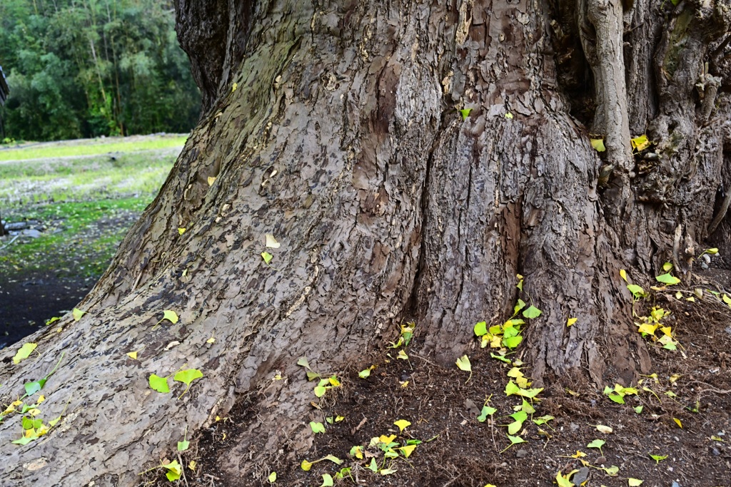 大野新穂の大銀杏