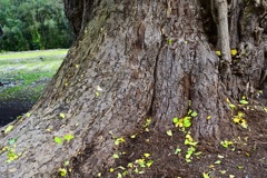 大野新穂の大銀杏