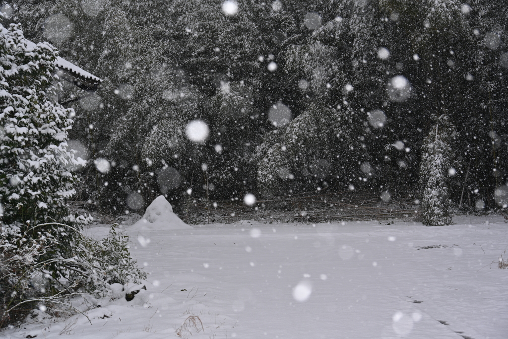 雪が降る