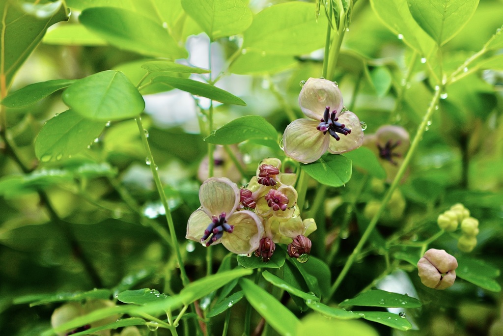 アケビの花
