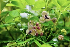 アケビの花