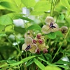 アケビの花