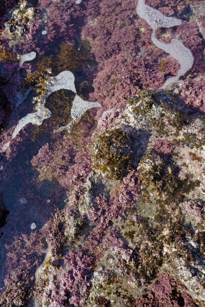 海藻