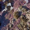 海藻