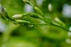 雨滴