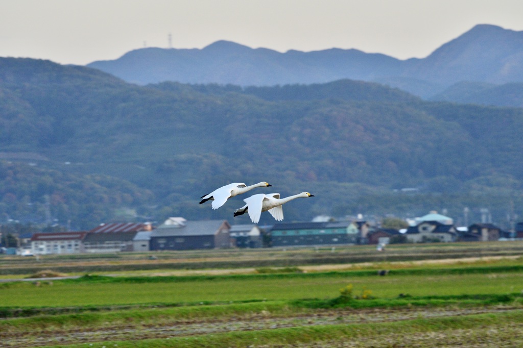 連なって飛ぶ