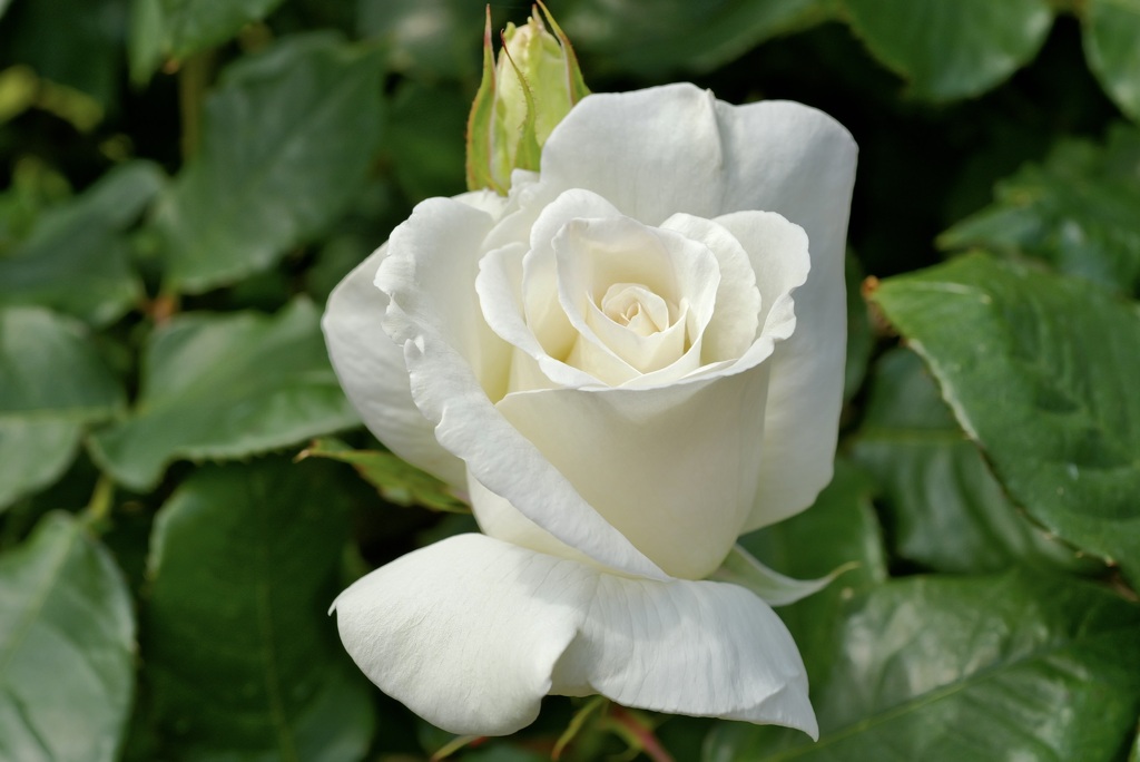 白薔薇