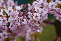 桜