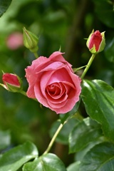 ピンクの薔薇