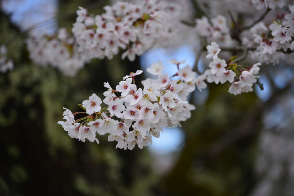 真野公園の桜