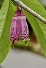 京都植物園温室