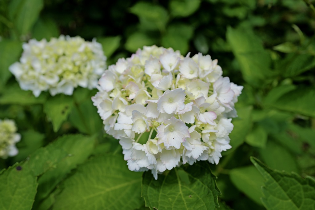紫陽花