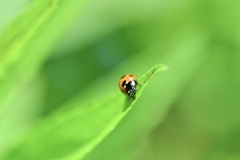 てんとう虫
