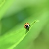 てんとう虫