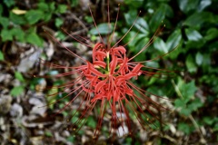 彼岸花