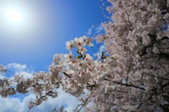 真法院の桜