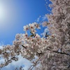 真法院の桜
