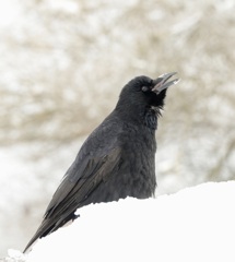 カラス