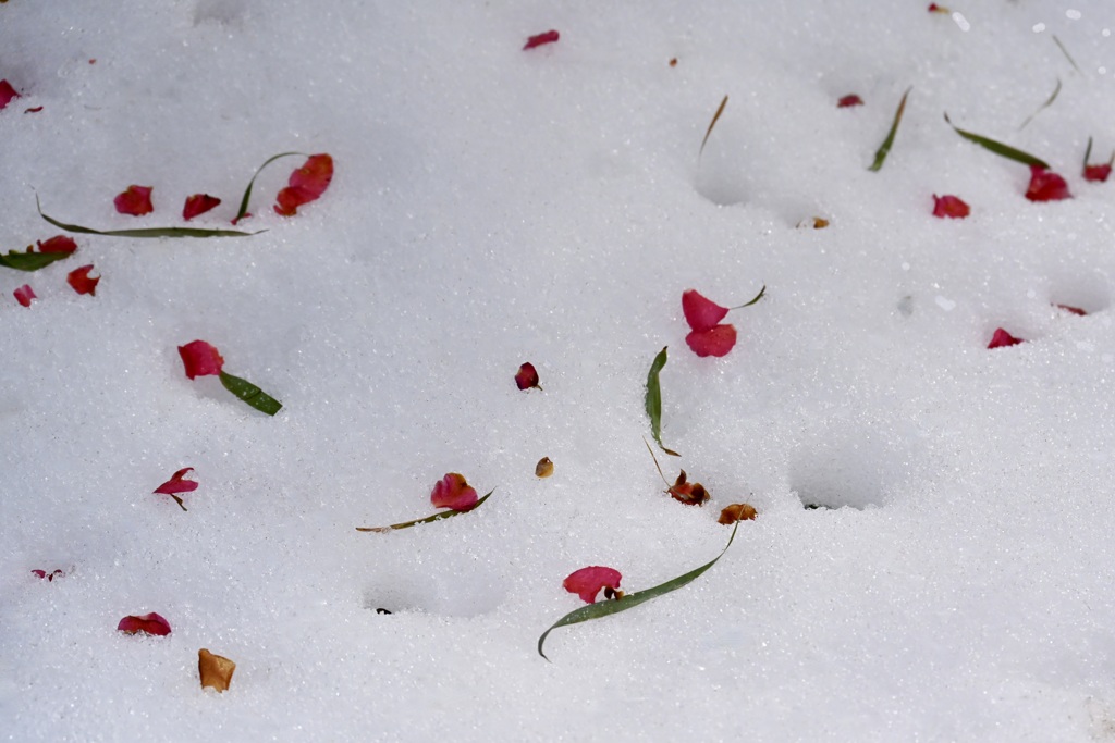 雪