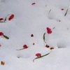 雪