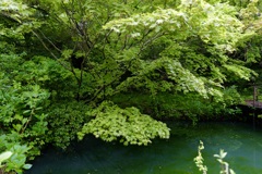 長谷寺