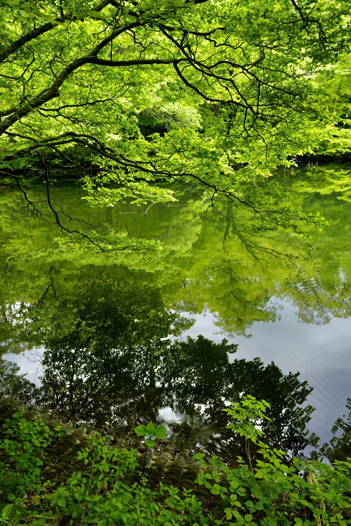 杉池公園