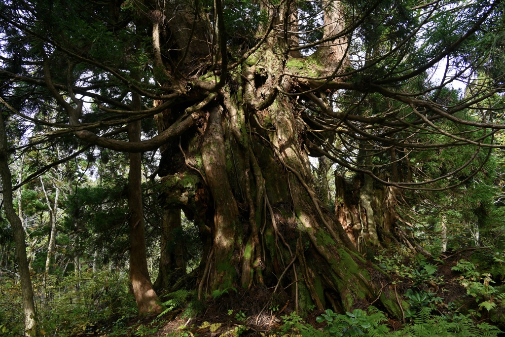 佐渡新潟大学演習林