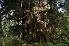 佐渡新潟大学演習林