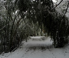 雪