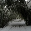 雪