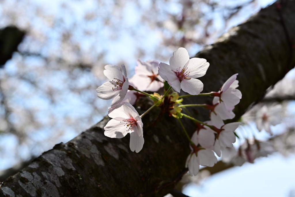 真野公園