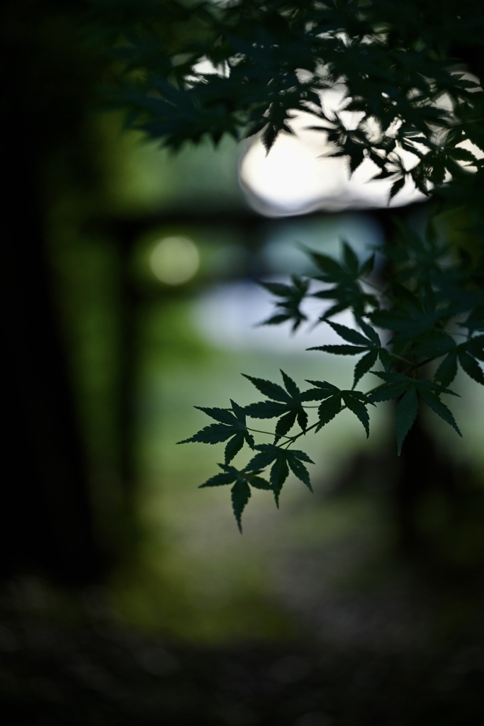 青紅葉