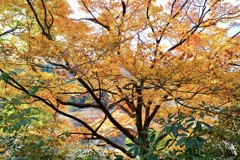 新穂ダム