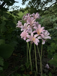 最近予期見かける花