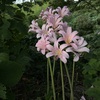 最近予期見かける花
