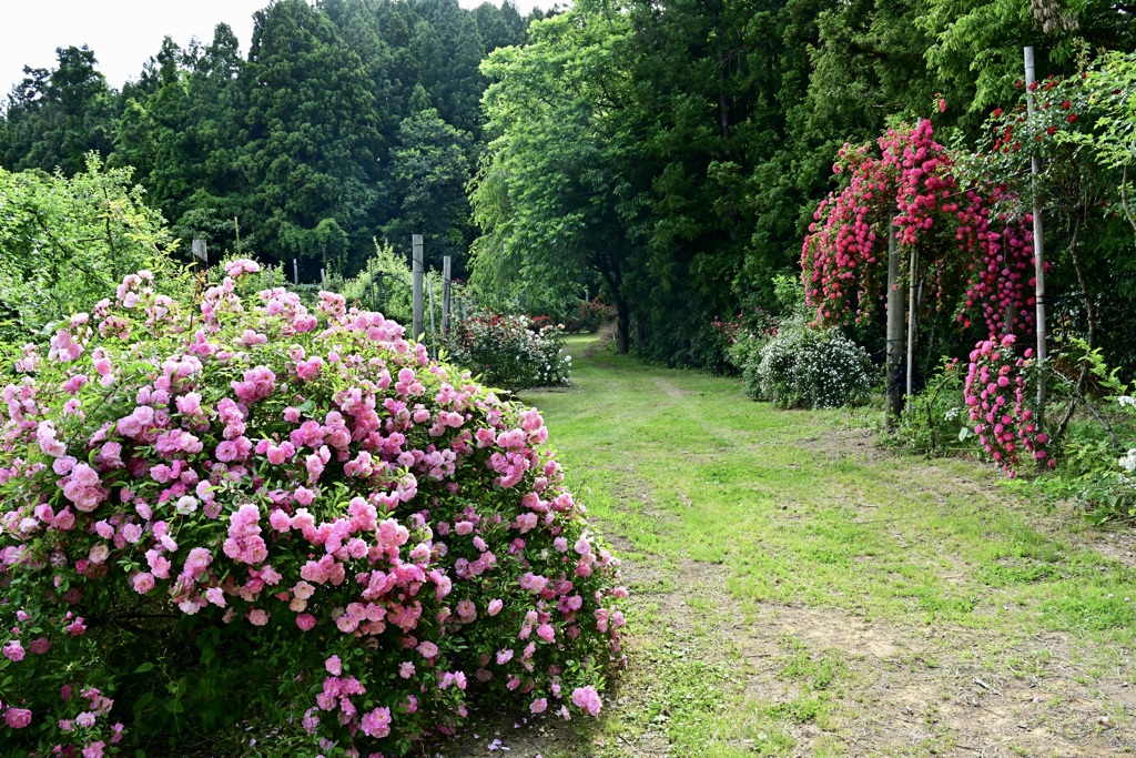 さかや農園