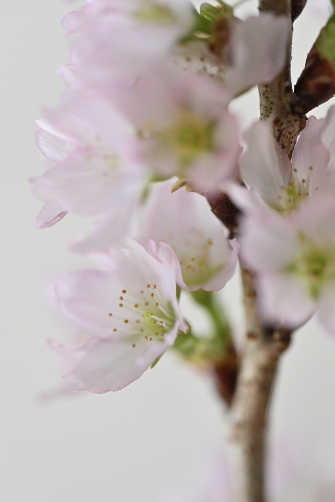 10月桜