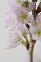 10月桜