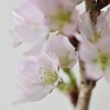 10月桜